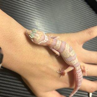 W&Y 트램퍼알비노