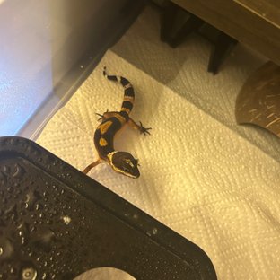 블랙나이트 데빌