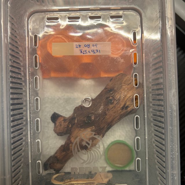 팬텀 풀핀 릴리화이트