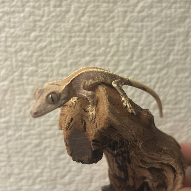 팬텀 풀핀 릴리화이트