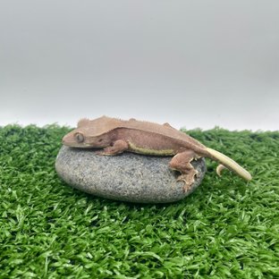 레드 팬텀 릴리화이트