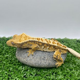 트라이 익스트림할리퀸 화이트핀