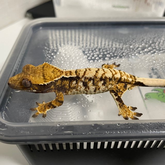 드리피 화이트스팟 트라이 익스트림할리퀸