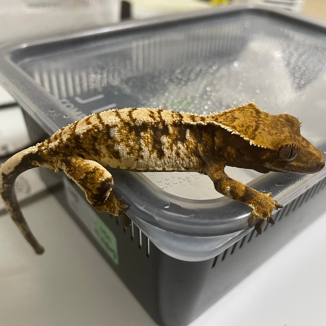 드리피 화이트스팟 트라이 익스트림할리퀸