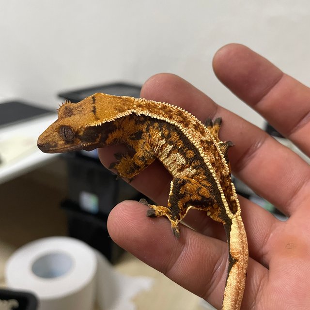 트라이 쿼드 익스트림할리퀸 화이트스팟 화이트핀 텐저린