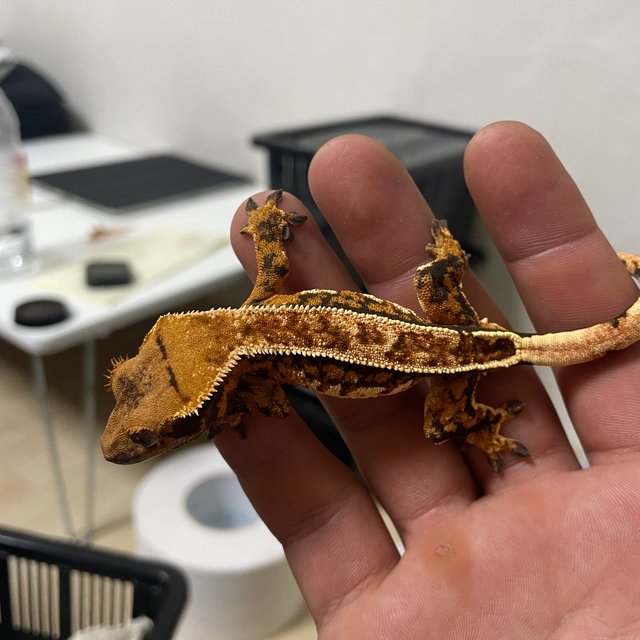 트라이 쿼드 익스트림할리퀸 화이트스팟 화이트핀 텐저린