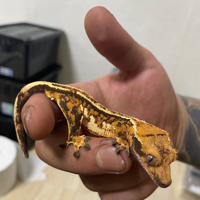 트라이 쿼드 익스트림할리퀸 화이트스팟 화이트핀 텐저린