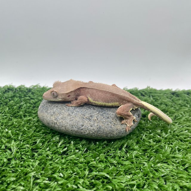 레드 팬텀 릴리화이트