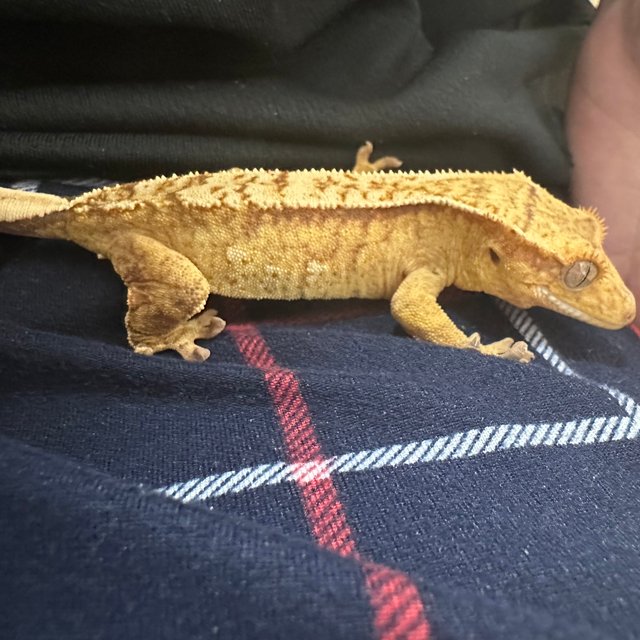 옐로우 크림시클