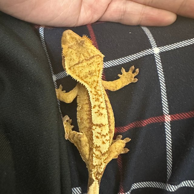 옐로우 크림시클