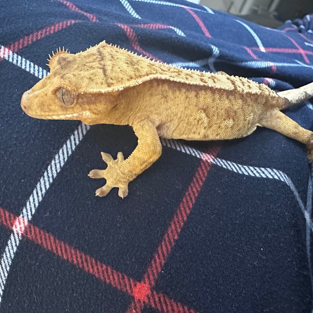 옐로우 크림시클