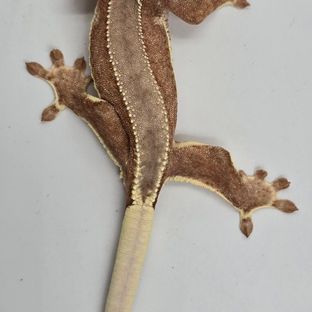 반시B