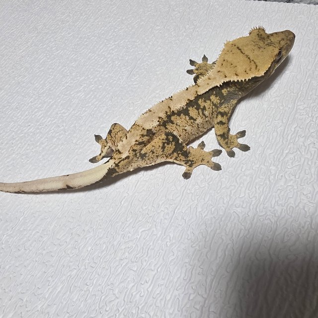 노멀 화이트포트홀