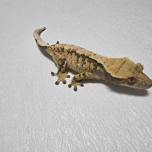 노멀 화이트포트홀