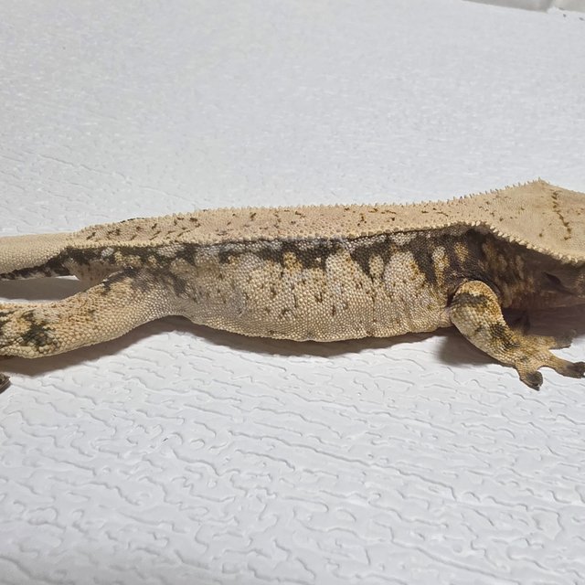 트라이 익스트림할리퀸 드리피