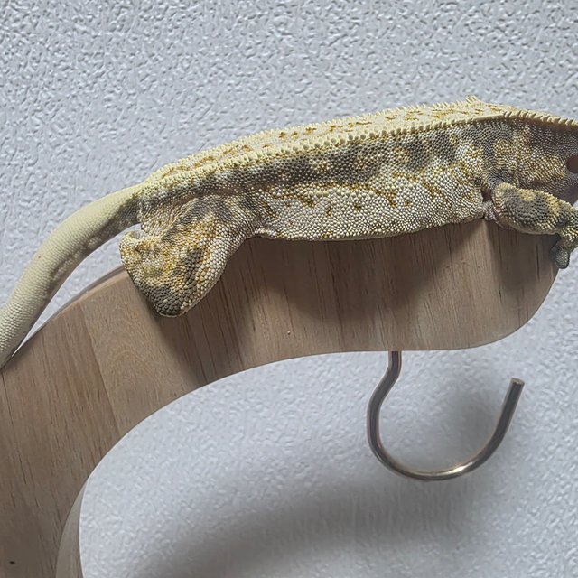 노멀 드리피 화이트스팟