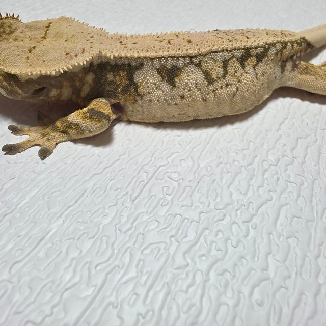 트라이 익스트림할리퀸 드리피