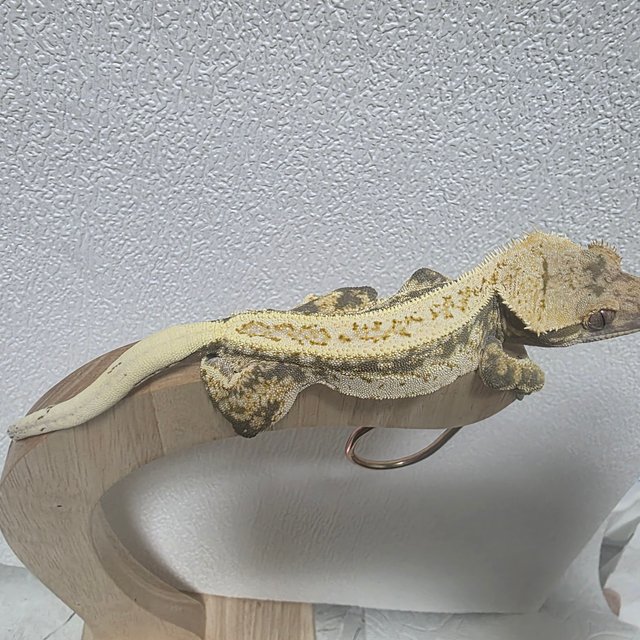 노멀 드리피 화이트스팟