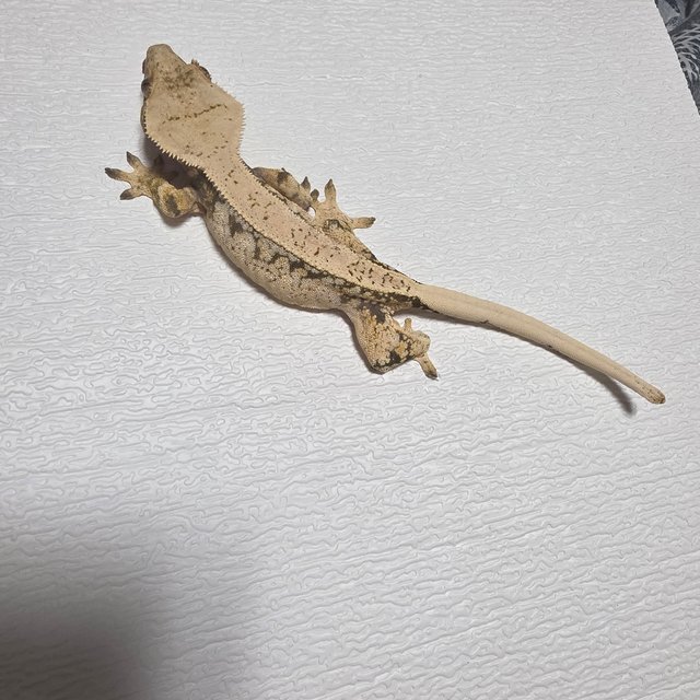 트라이 익스트림할리퀸 드리피