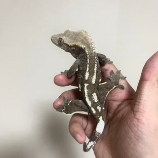 아잔틱