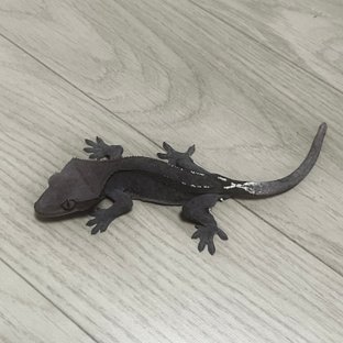 아잔틱