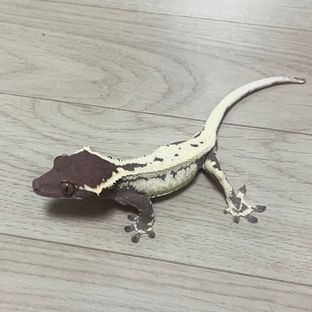 프라푸치노 다크