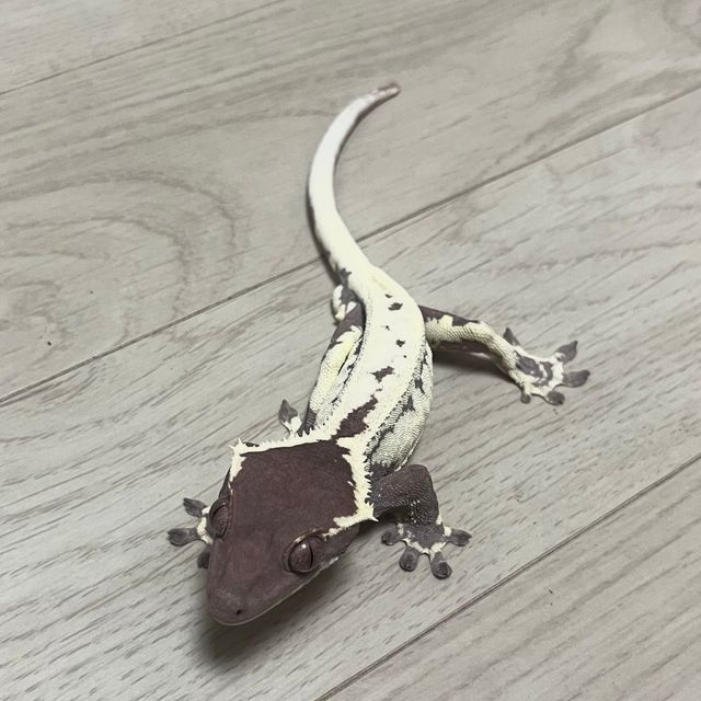 프라푸치노 다크