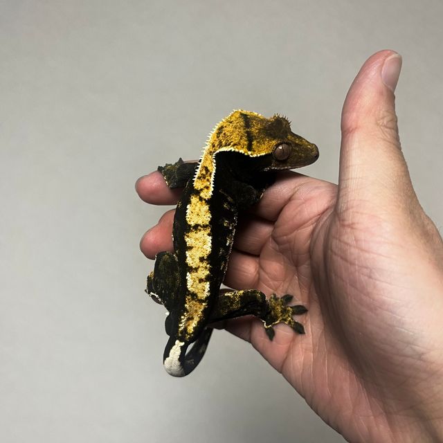 다크 플레임