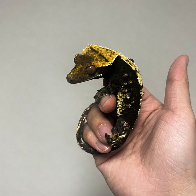다크 플레임