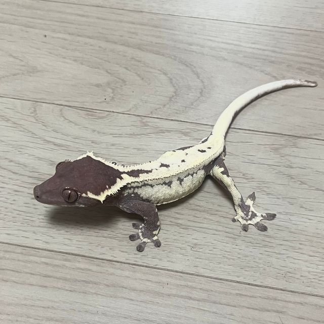 프라푸치노 다크