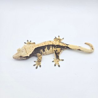 익스트림할리퀸