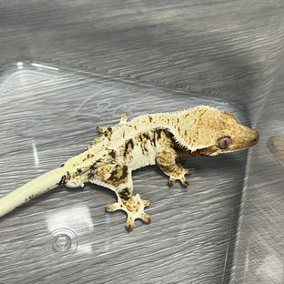 뮼뮼이