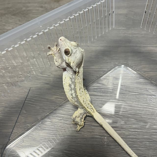 노멀 트라이 익스트림할리퀸 화이트
