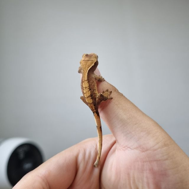 할리퀸