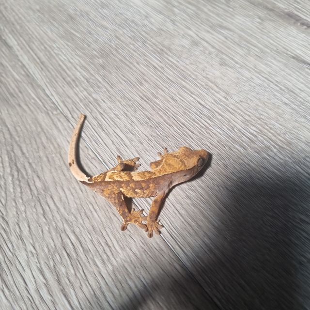 트라이