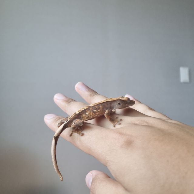 트라이