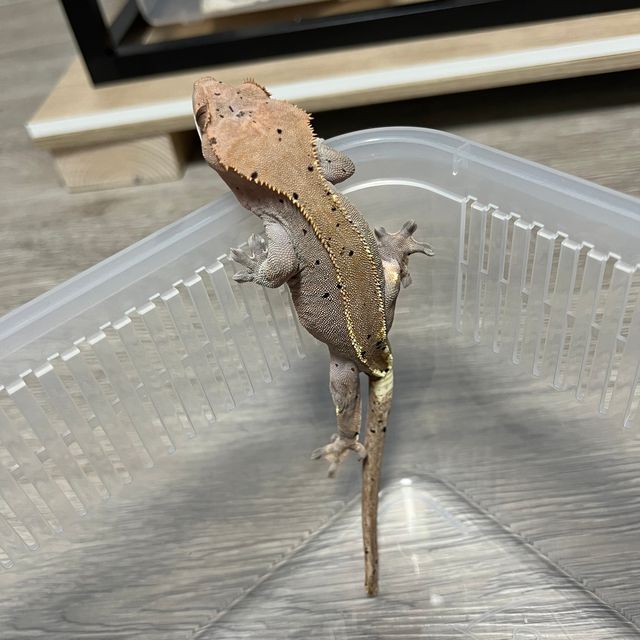 카푸치노 레드