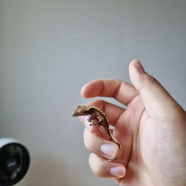 트라이