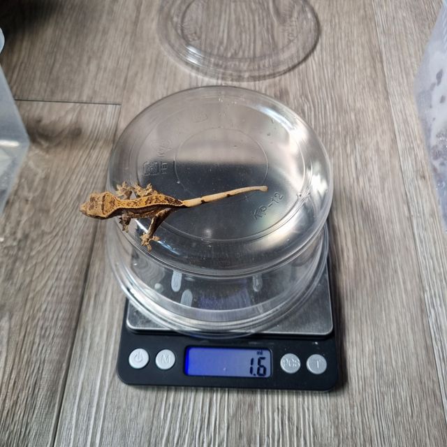 쿼드 핀스트라이프