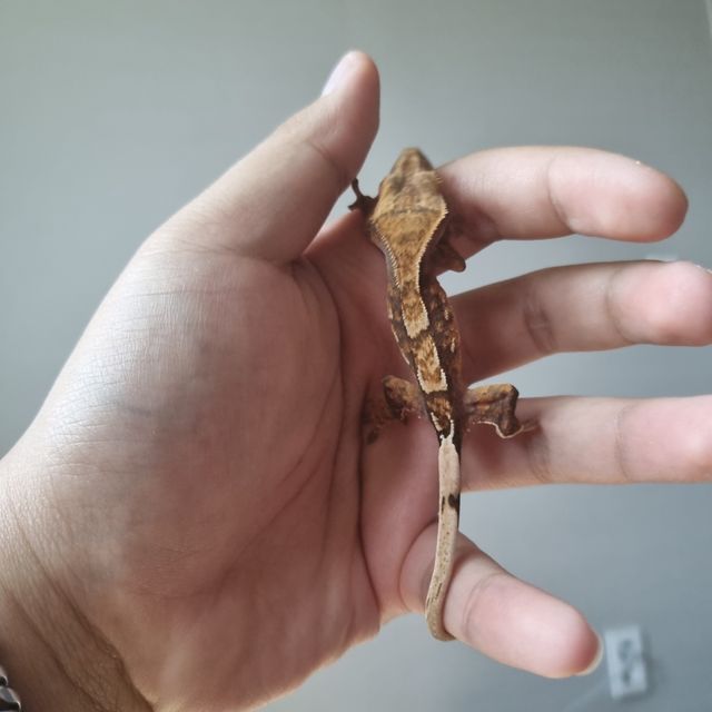 트라이