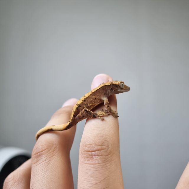 할리퀸