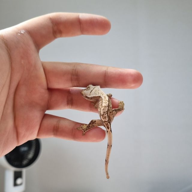 트라이