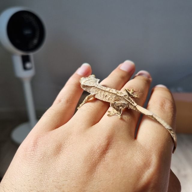 트라이