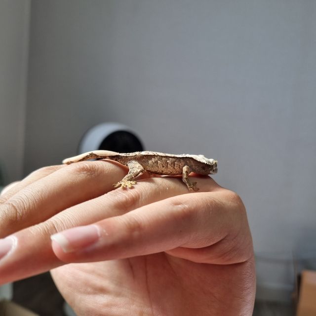 트라이