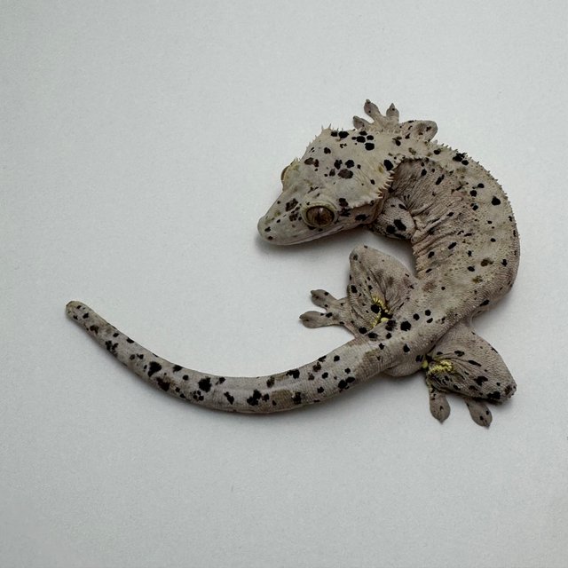 슈퍼달마시안 레드