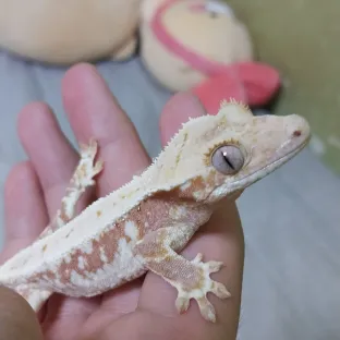 레드 릴리화이트