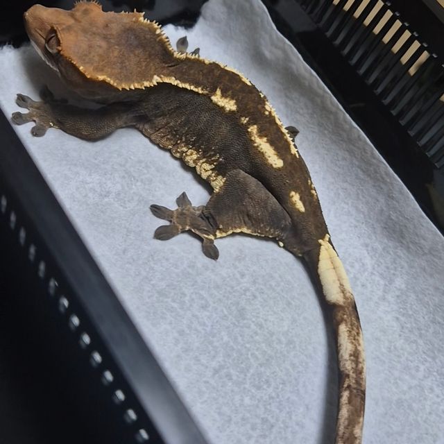 카푸치노 트라이