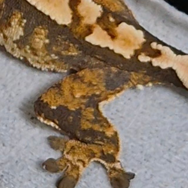 트라이 화이트스팟