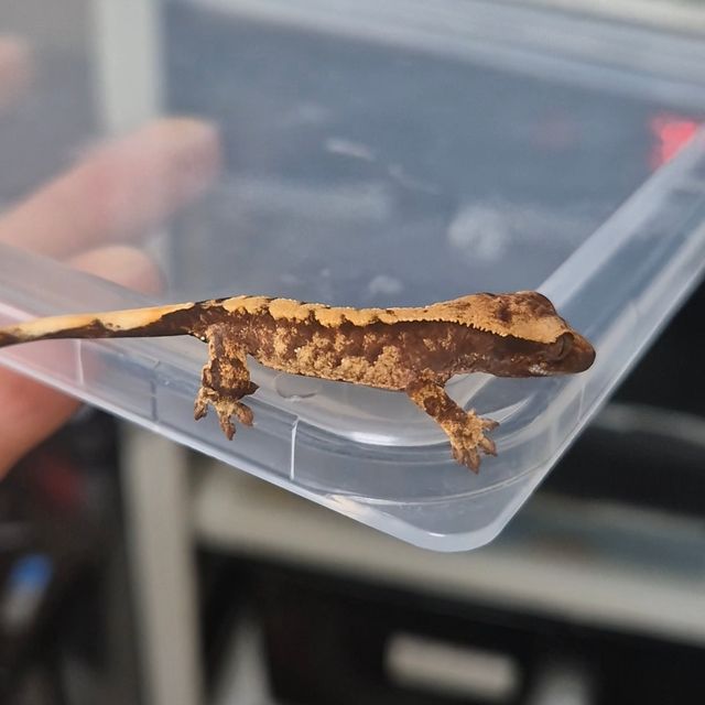 트라이 텐저린 화이트스팟