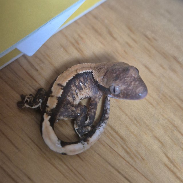 솔리드백 트라이 화이트스팟